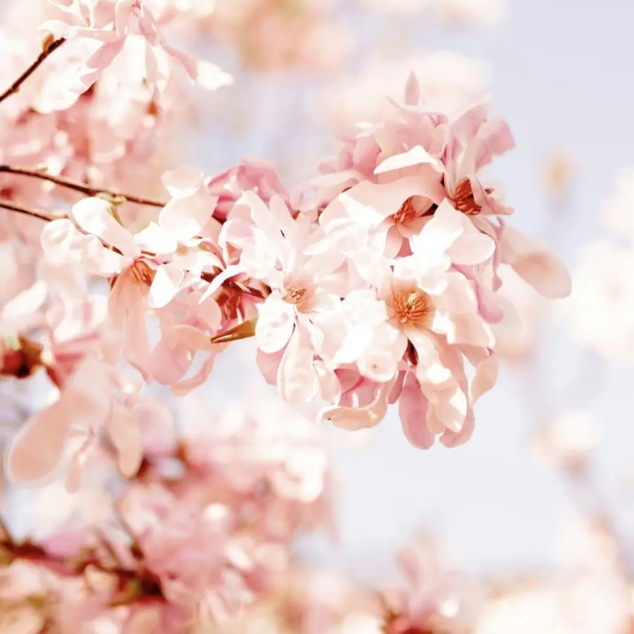 Zartrosa Magnolienblüten vor hellem Himmel